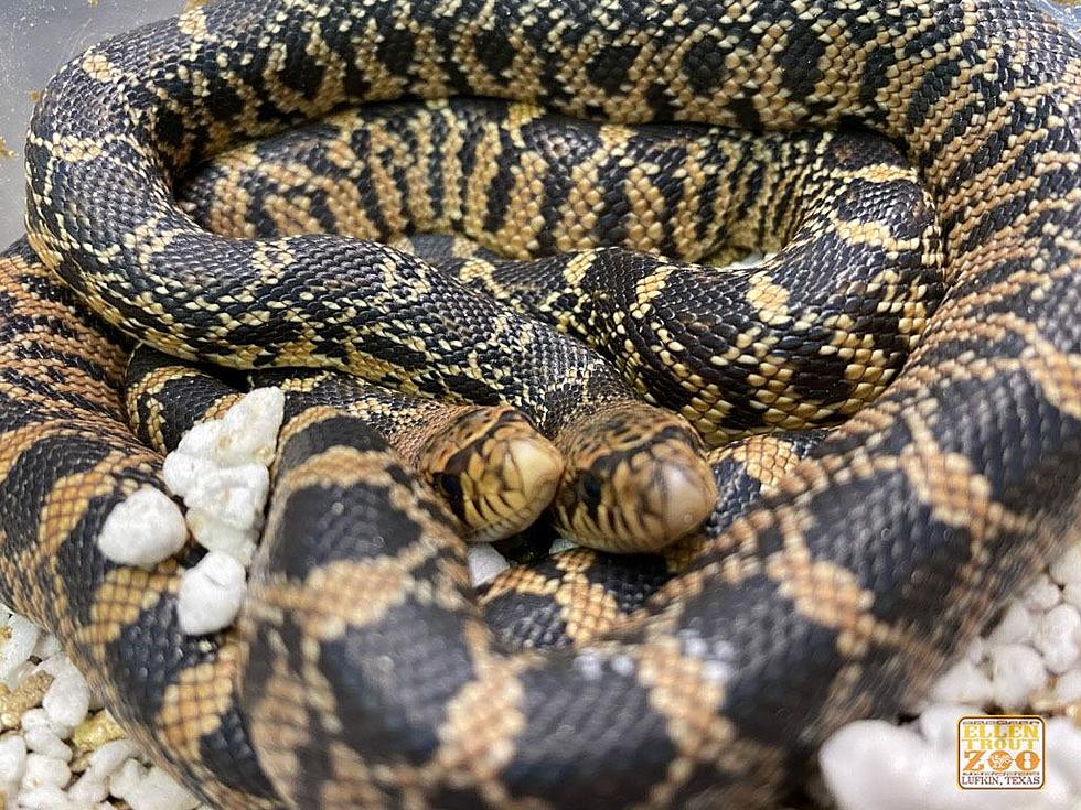 Why In The World Is Texas Releasing New Snakes Into Louisiana?