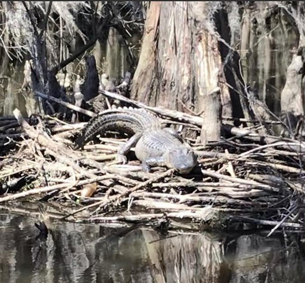 Warning! 2 Caddo Parish Lakes Most Alligator Infested In Louisiana