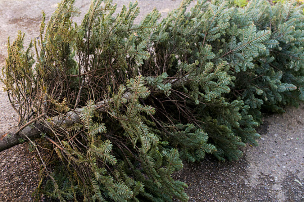 See How Easy It Is to Recycle Christmas Trees In Bossier