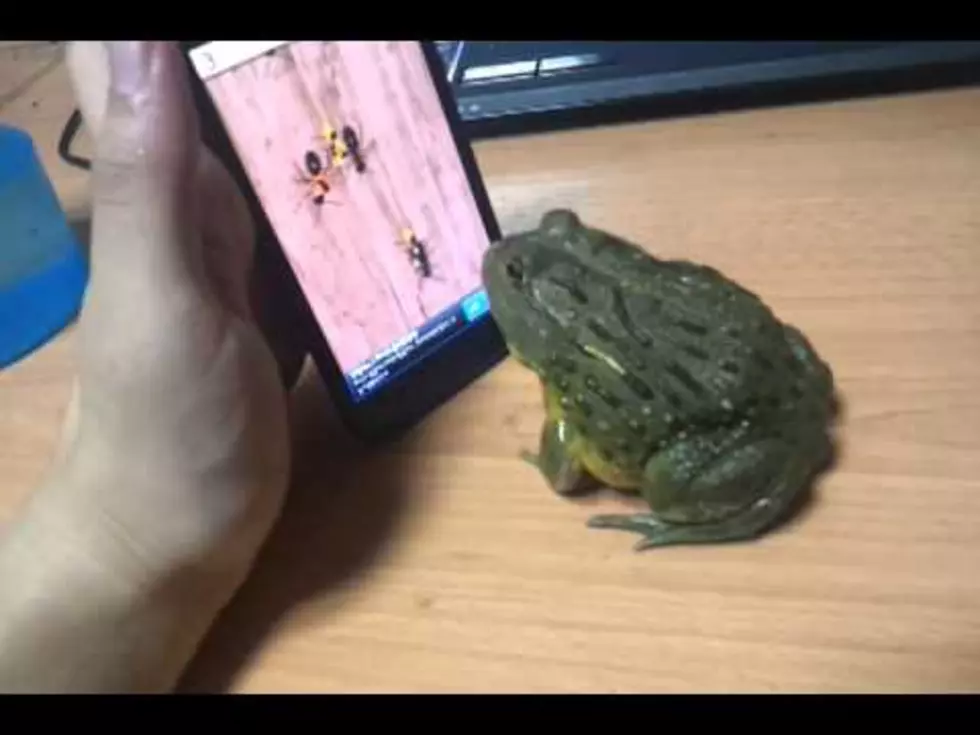 Bullfrog Attacks Bugs On Smart Phone Game [VIDEO]