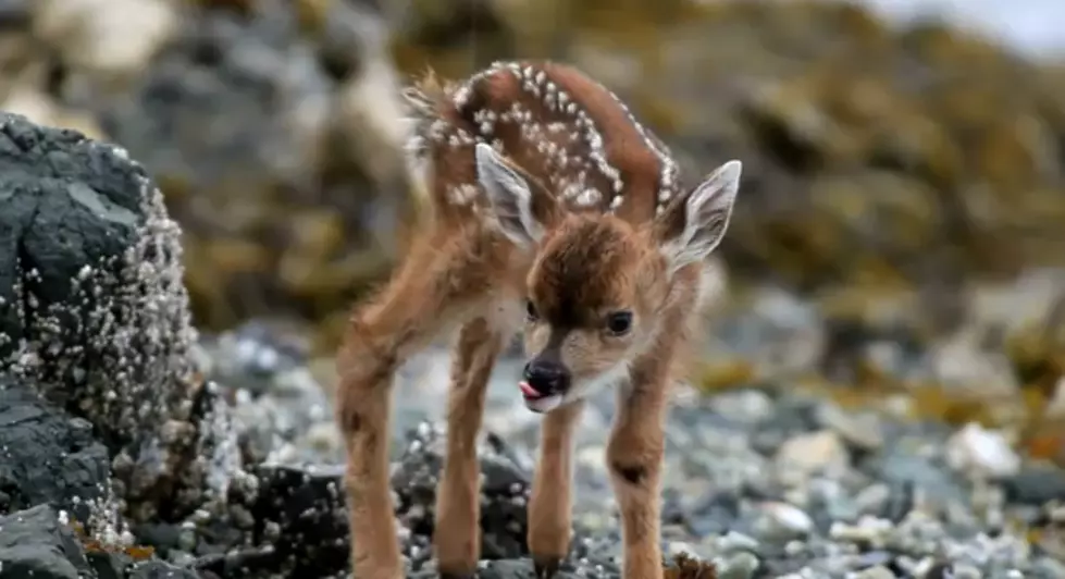 Newborn Deer Discovers The World [VIDEO]