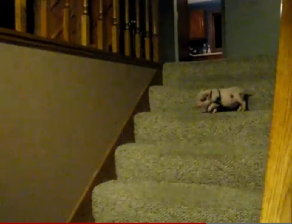 Hamlet the Mini Pig&#8217;s Hilarious Trip Downstairs for Breakfast [VIDEO]