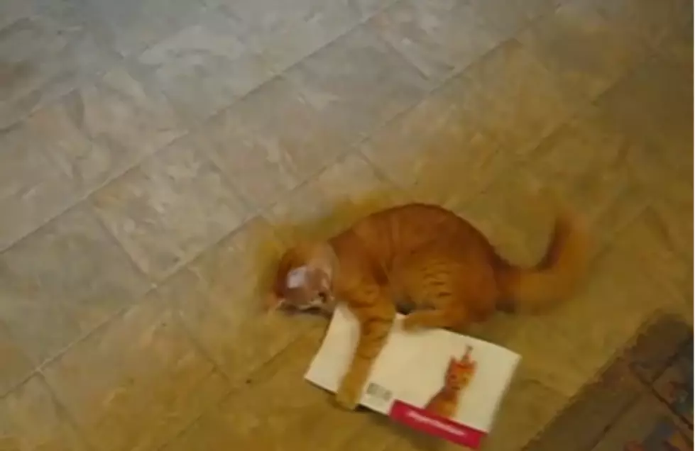 Lulu The Cat Attacks Her Singing Birthday Card — Hilarious! [VIDEO]