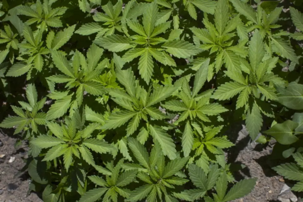 Large Pot Field Discovered in Cherokee County