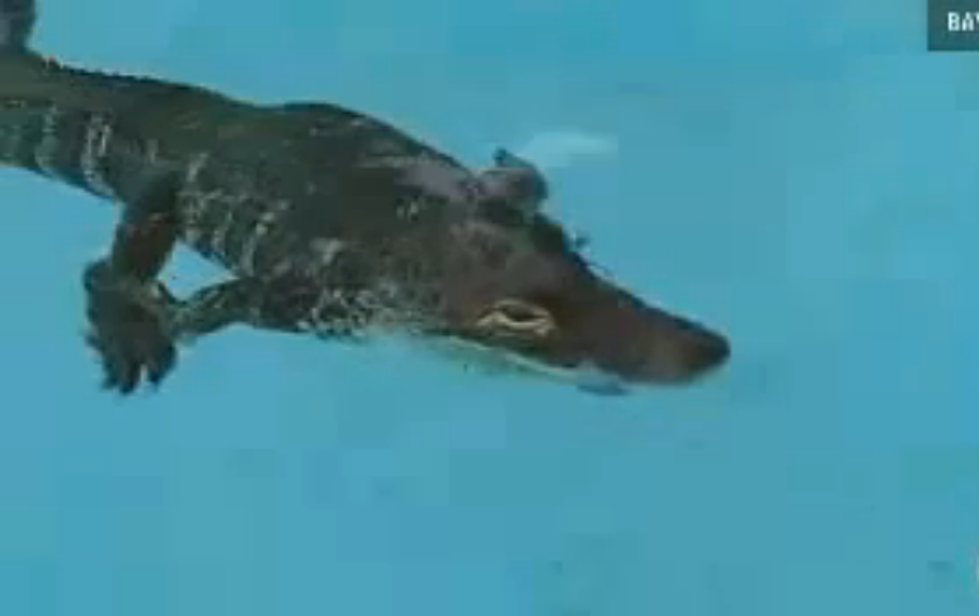 Alligator Pool Parties &#8212; Would You Let Your Kid Go? [VIDEO, POLL]