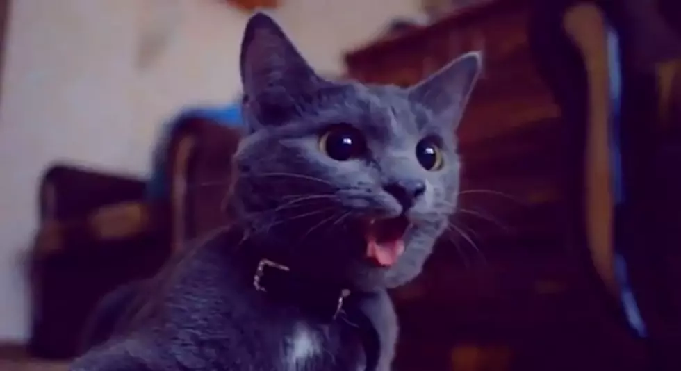 Hilarious Kitty Montage! [VIDEO]