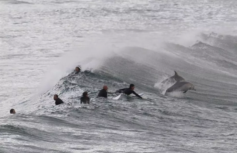 Our Picture Of The Week &#8211; Surfing With Dolphins!