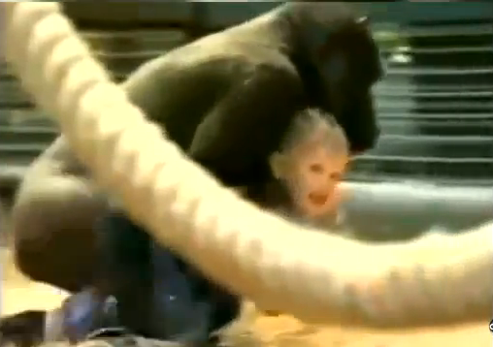18-Month-Old Toddler Plays With a Gorilla [VIDEO, POLL]