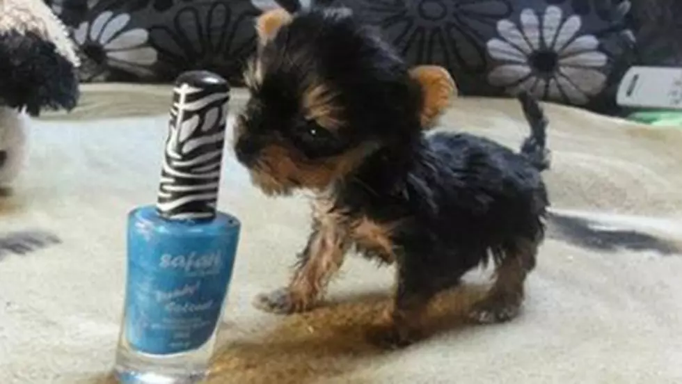 Tiny Puppy Meysi Weighs 1.58 Ounces At Birth