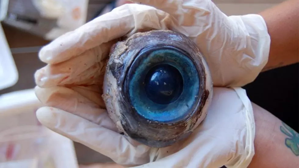 Giant Eyeball Washes On Shore In Florida [VIDEO]