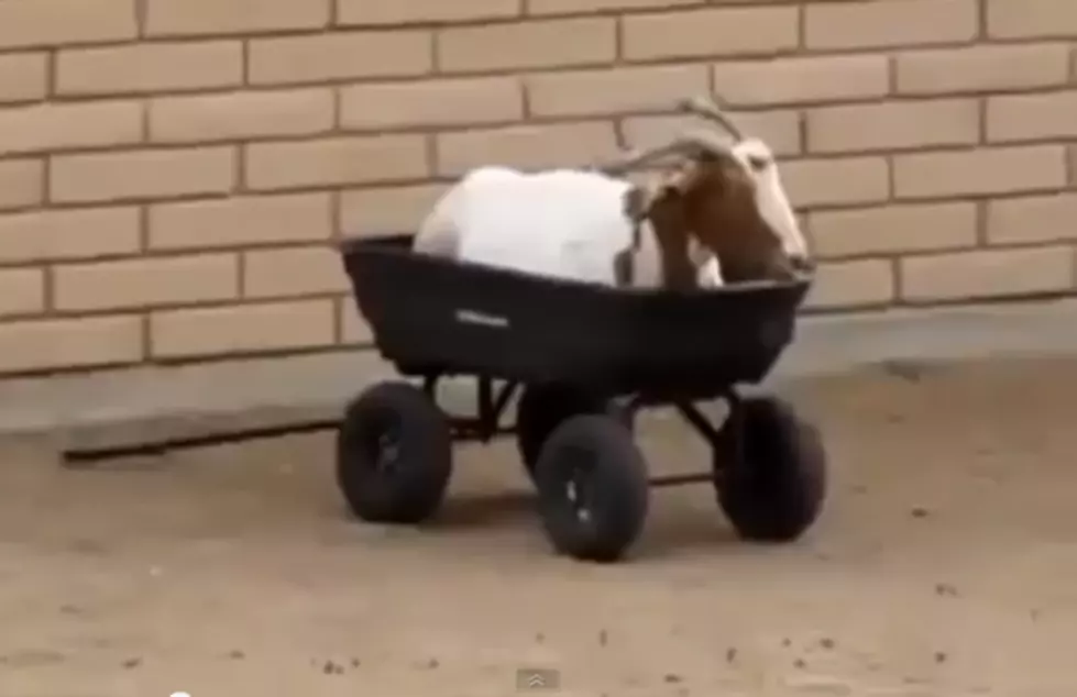 Random Video Of A Goat and His Wheel Barrow