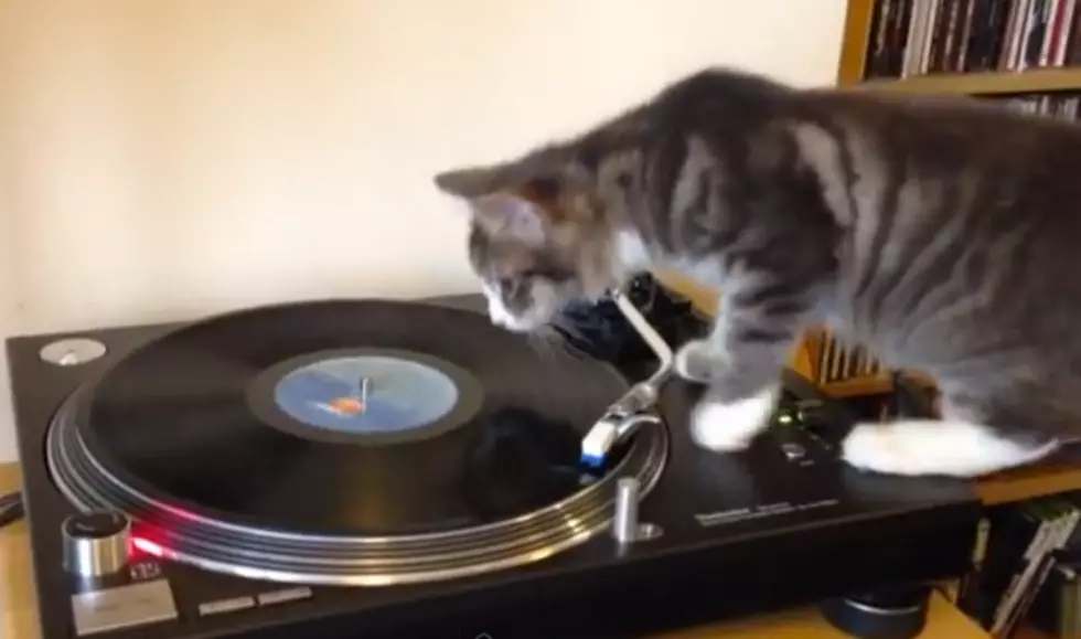 Cat Playing Vinyl — You Are Doing it Wrong [VIDEO]