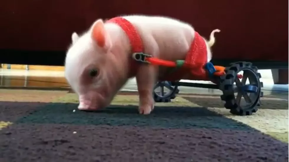 Ridiculously Cute Piglet &#8212; Chris P. Bacon [VIDEO]