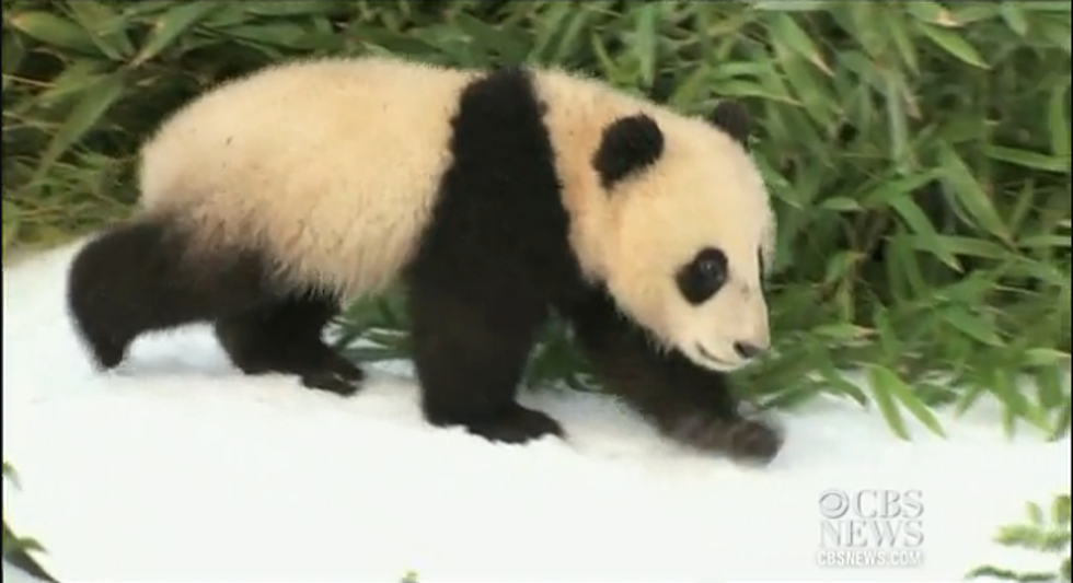Pandas in San Diego Have Snow Day in Adorable Video [VIDEO]