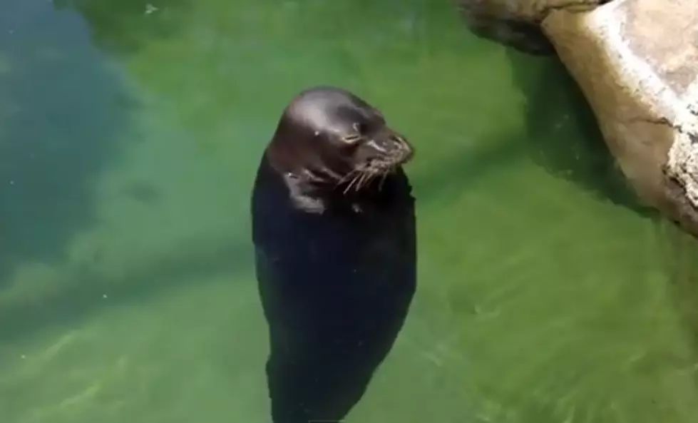This Spinning Seal Will Oddly Calm You Down [VIDEO]