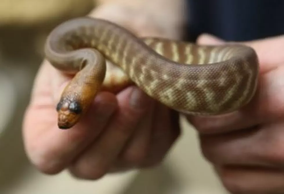 East Texas Man Admits to Smuggling Snakes on a Plane