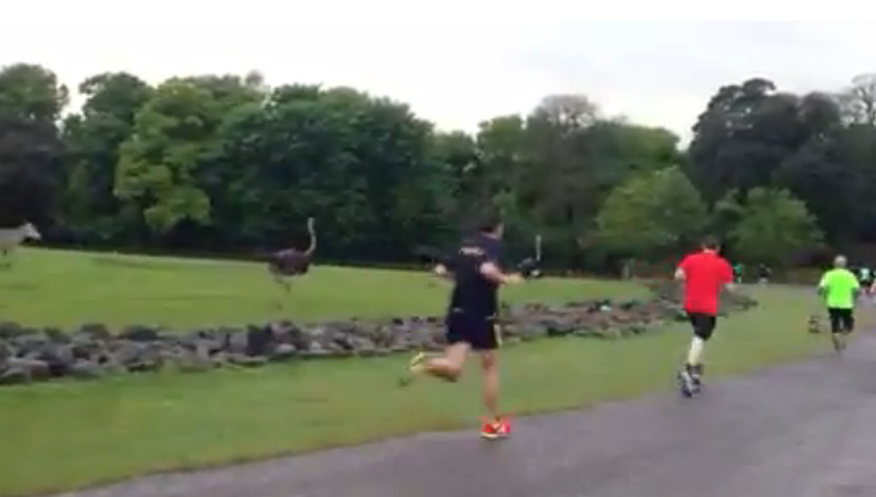 ‘Man and Beast’ Running Together At The FOTA Wildlife Park [VIDEO]