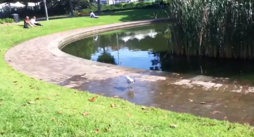 Who Says Seagulls Can&#8217;t Tap Dance? [VIDEO]