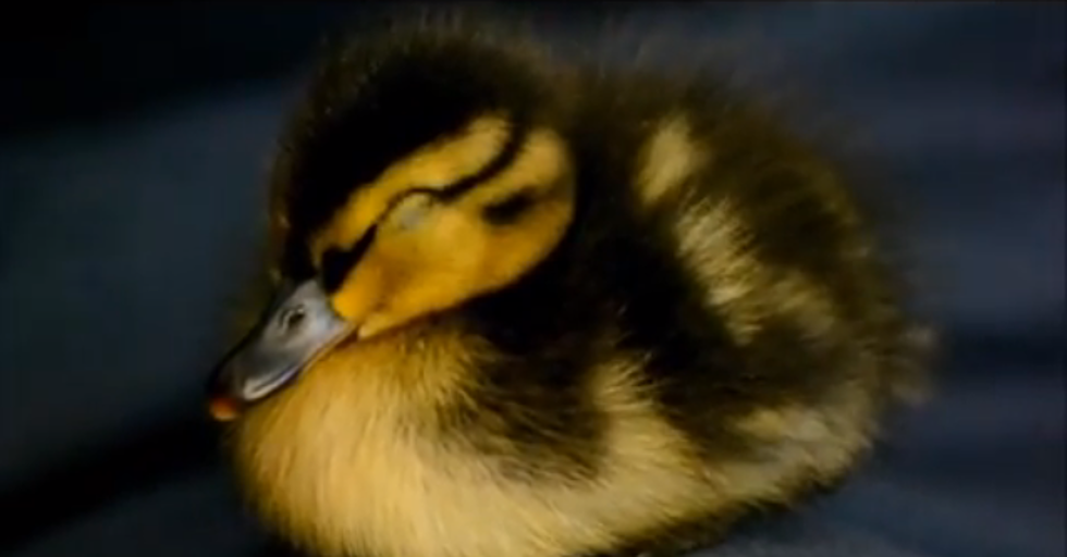 Furry Friend Friday – Ducklings! [VIDEO]