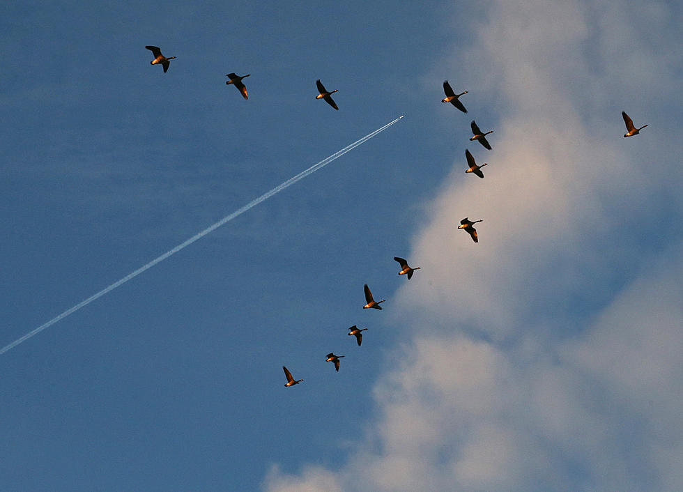 Why Geese Fly in a ‘V’ Formation