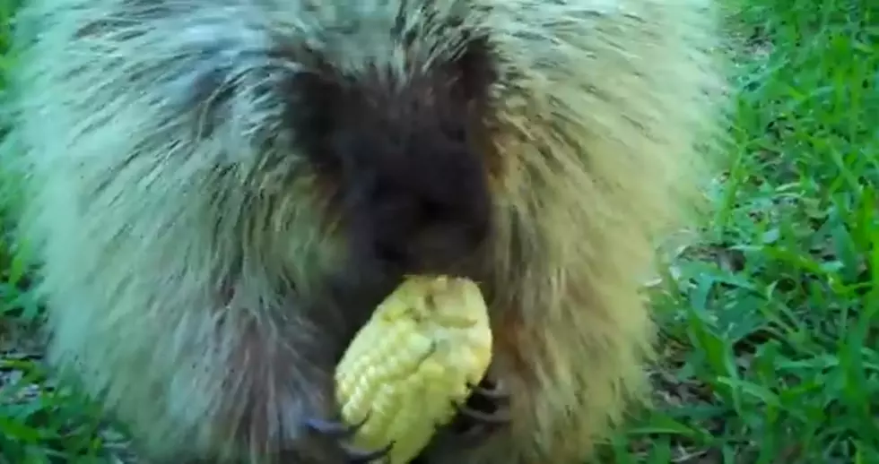 Furry Friend Friday – Selfish Porcupine [VIDEO]