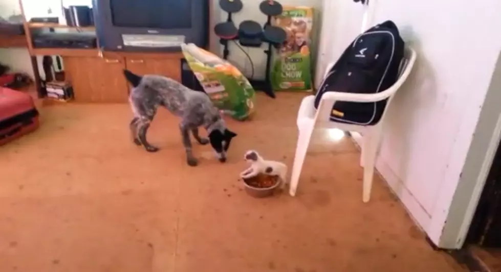 A David and Goliath Story, Canine Style [VIDEO]