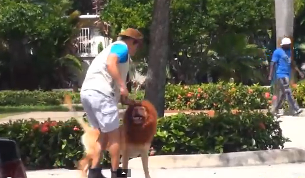 Watch People Get Pranked By a Dog Dressed as a Lion