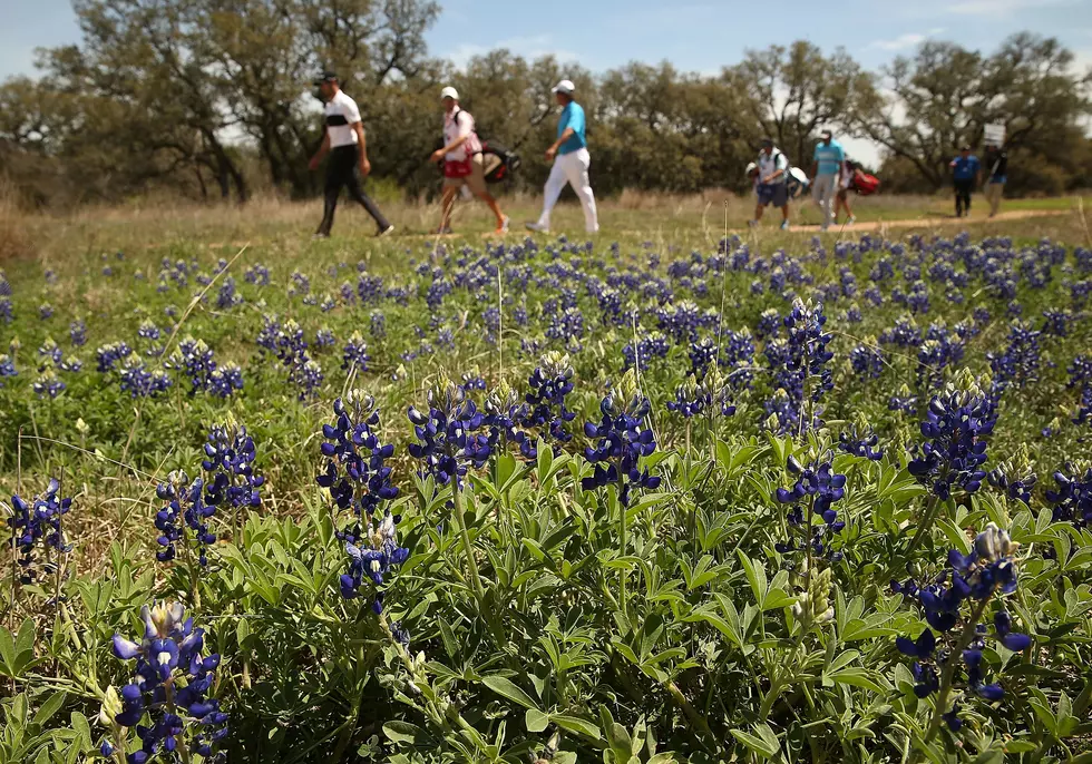 Bluebonnets are Pretty Just Don’t Get In Trouble Picking Some in Texas