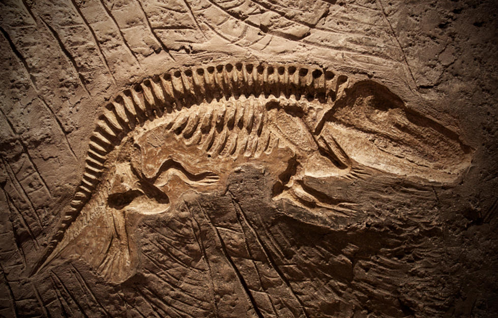 Noah's Ark Fossils Found
