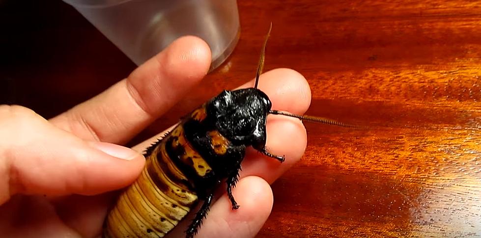 A Hissing Cockroach May Be the Grossest Valentine, but It Makes Some Sense… Maybe