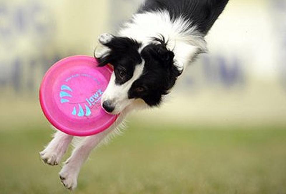 Disc Dog and Disc Golf Championship in Tyler April 1