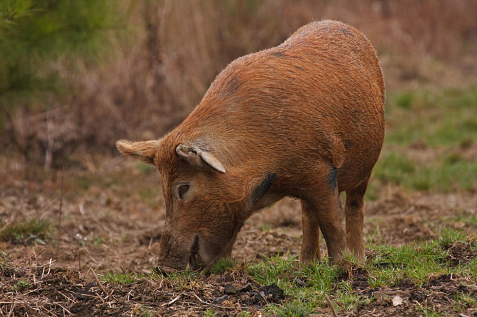 It’s Now Open Season on Feral Hogs in Texas