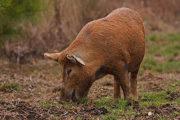 Officials: TX and LA &#8216;Super-Pig&#8217; Populations are Out of Control