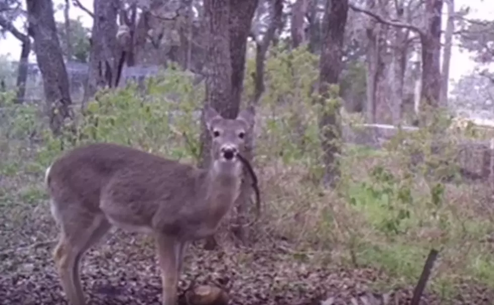 Texas Deer Is First Ever to Be Documented Eating Human Remains