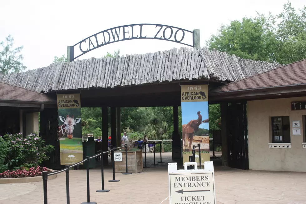 Tyler’s Caldwell Zoo is Open but with Some Restrictions