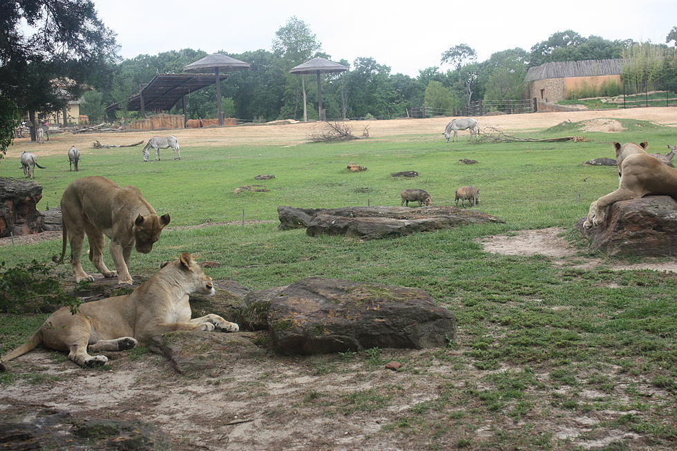 Summer Fun: The New African Outlook at Caldwell Zoo Looks Like a Scene Straight Out of ‘The Lion King’