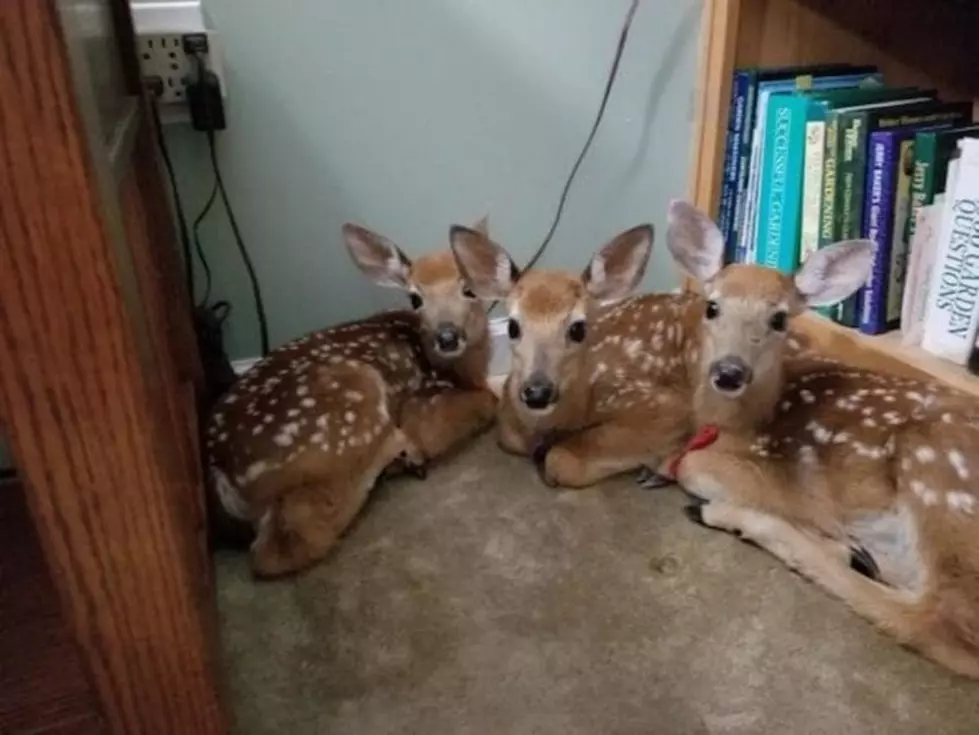 What Would You Do If You Left Your Back Door Open and Three Deer Set Up Camp in Your Living Room?