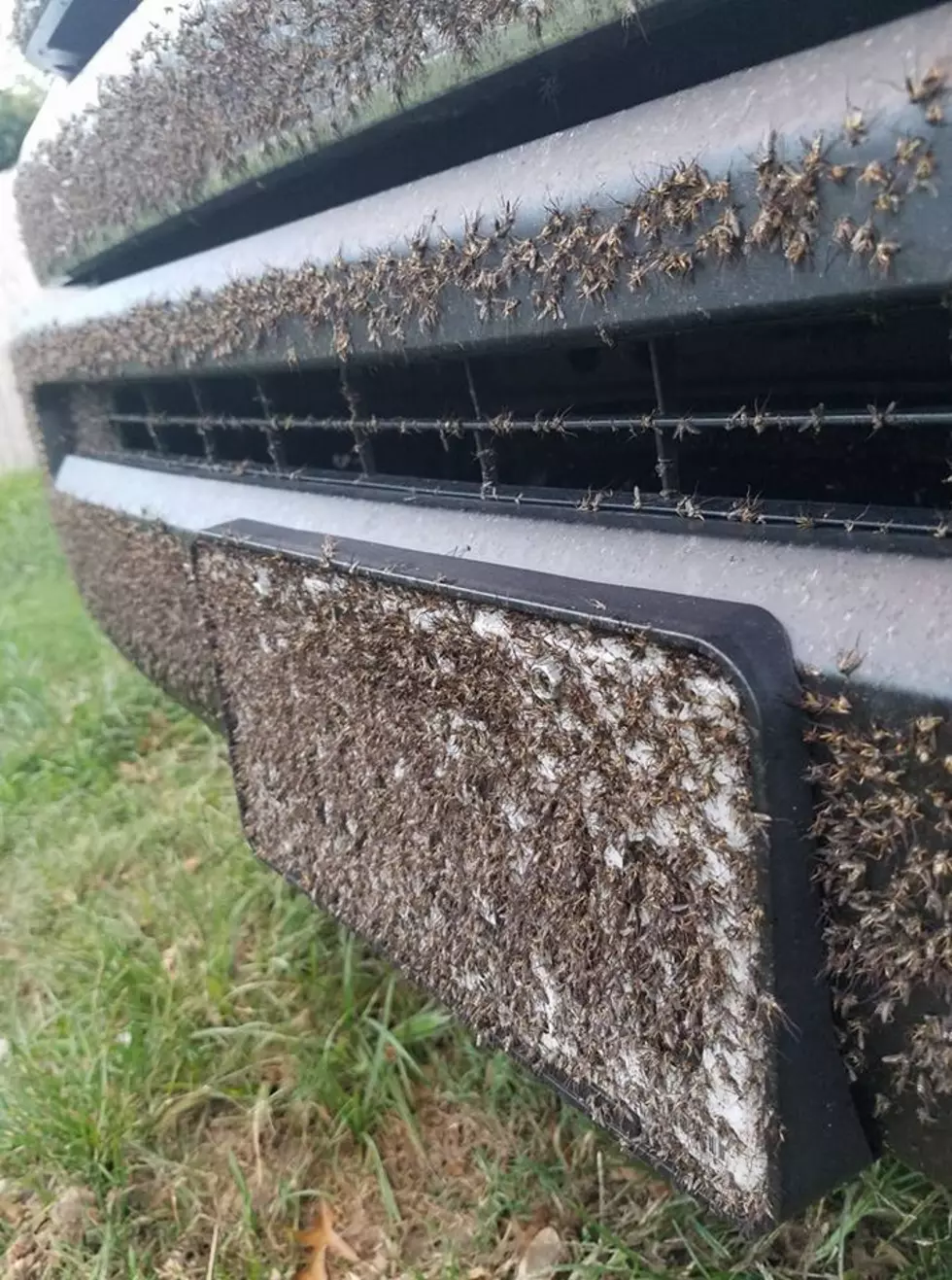 Thousands of Mosquitoes Surround These Guys After Harvey Flooding [WATCH]