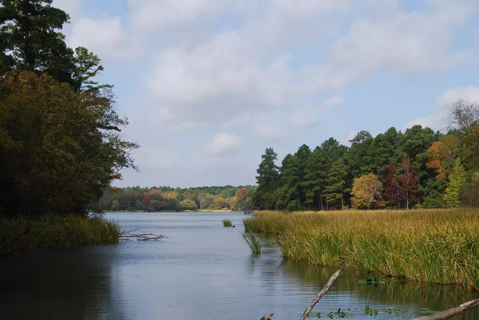 Saturday is the Last Day to go Birding at Tyler State Park