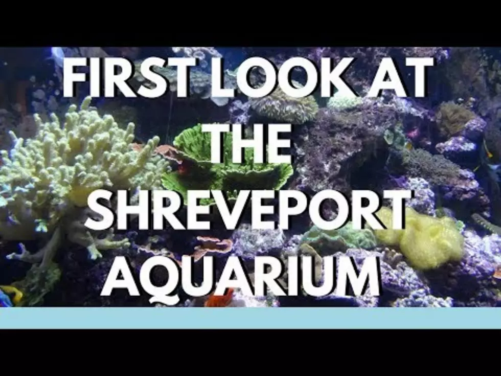 Get a First Look at the Brand New Shreveport Aquarium