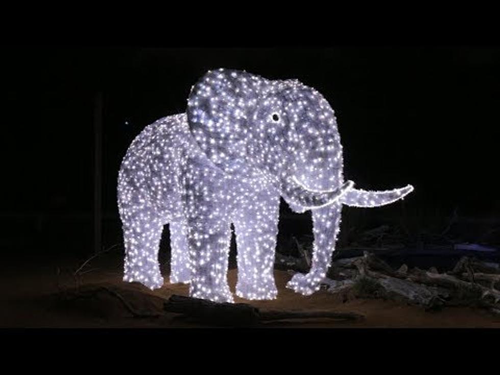 An All New Christmas Experience Is Now at the Dallas Zoo