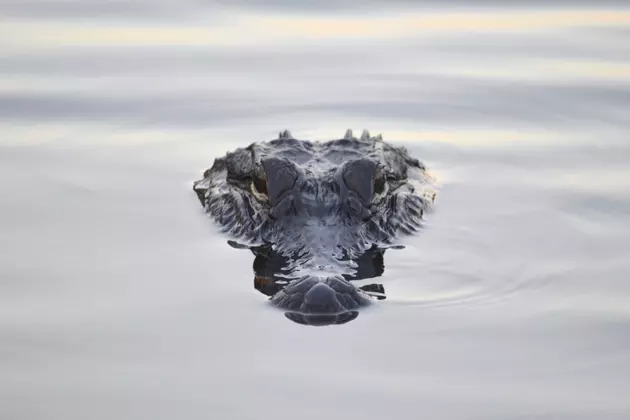Alligators Intentionally Freeze Themselves Alive