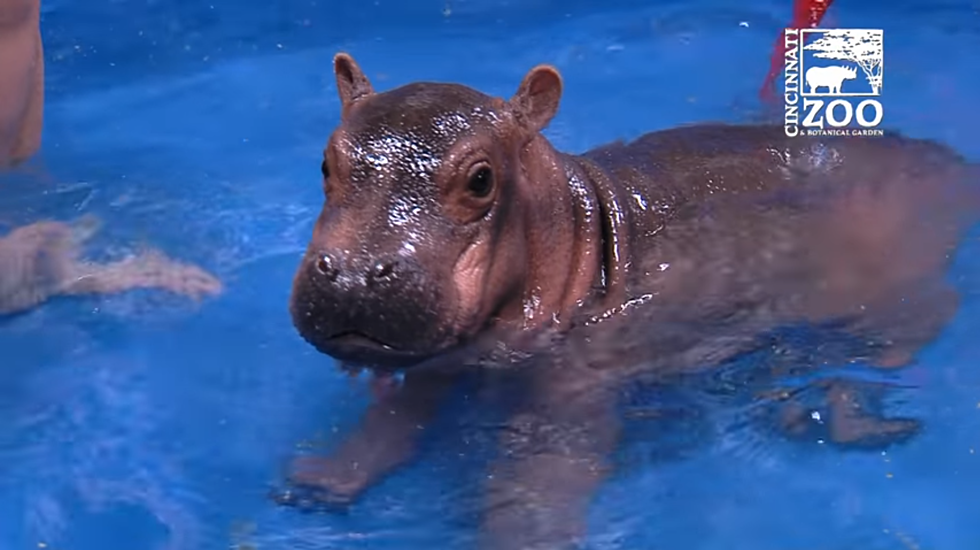 Five Things to Know for National Hippo Day