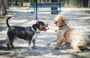 6 Things Not To Do At East Texas Dog Parks