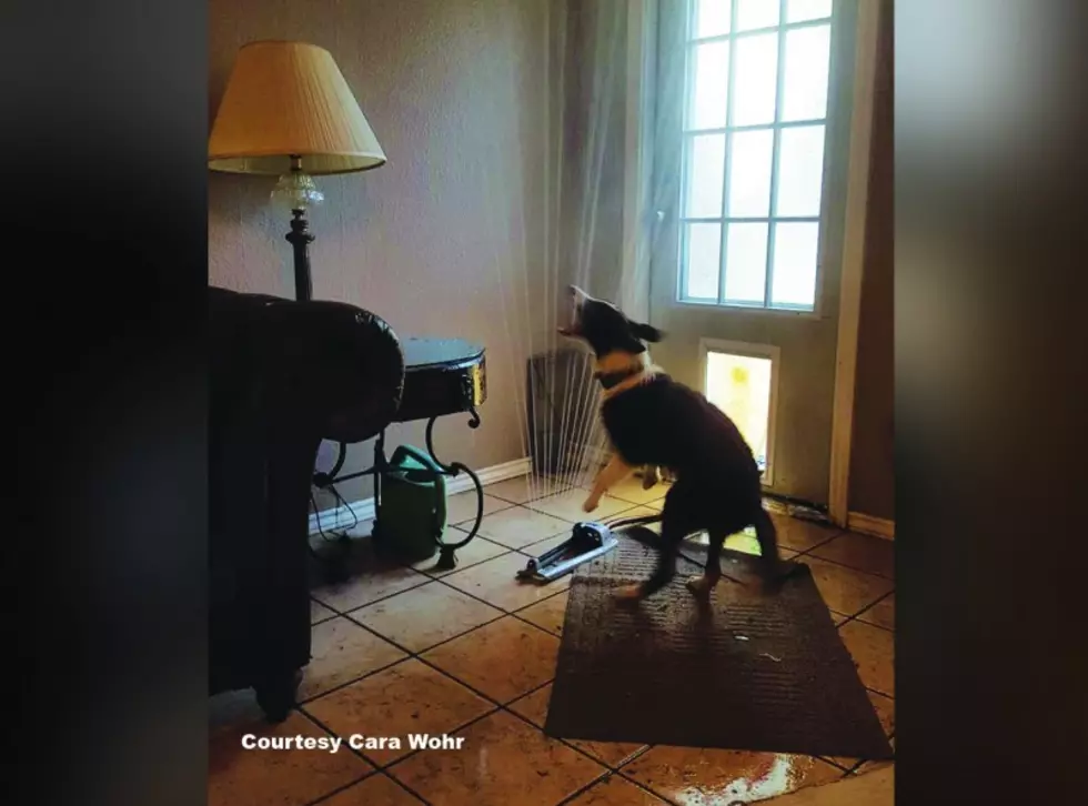 This Texas Puppy Beat The Heat In Epic Fashion