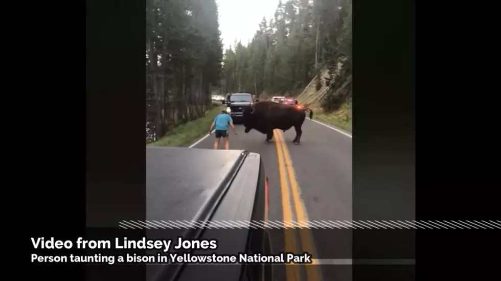 Dumba** of the Week - Dude Taunts Bison at Yellowstone