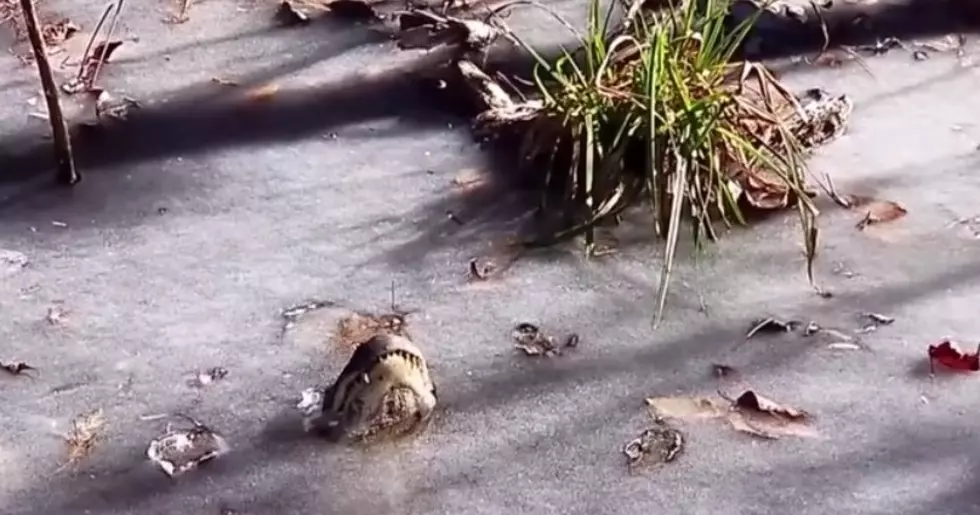 Alligators Intentionally Freeze Themselves Alive