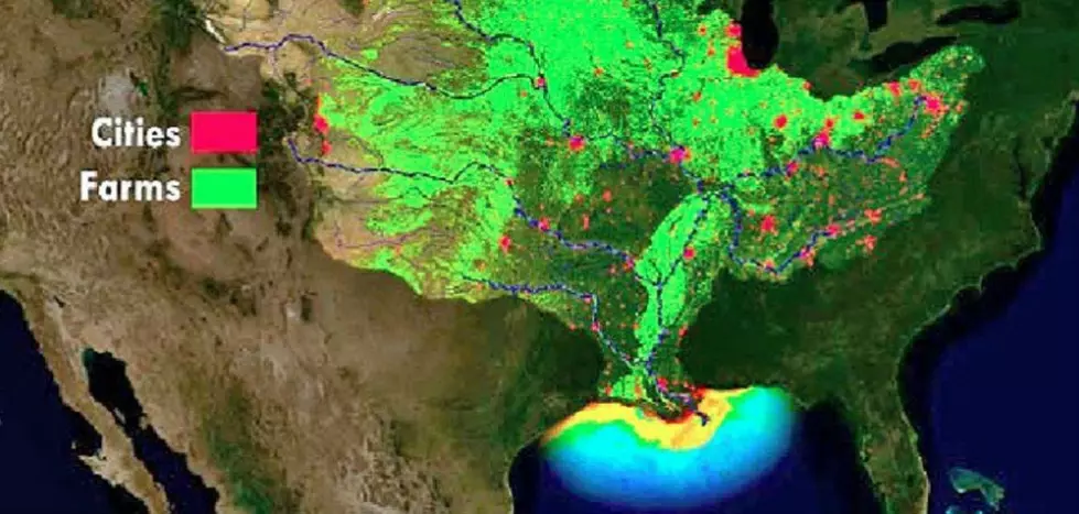 NOAA Predicting Large “Dead Zone” in the Gulf of Mexico this Summer