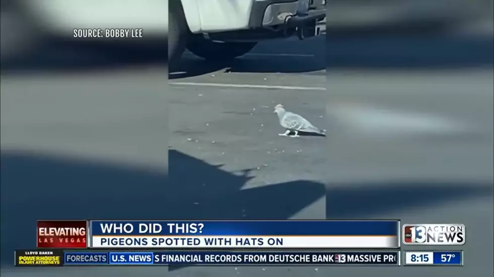Strange Video: Someone Put Tiny Cowboy Hats on Pigeons in Las Vegas