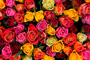 Giving Roses On Valentine&#8217;s Day? What Do The Colors Mean?